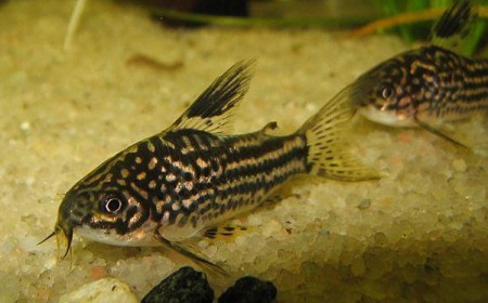 Corydora Elegans